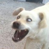 희번득 눈빛 강아지 개 표정 먹을거 좋아 미친 희번덕
<script src=