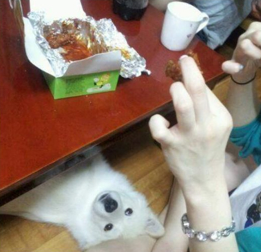 시무륵 개무륵 강아지 표정 통닭 치킨 주인 하나만
<script src=