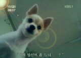 강아지 걱정 정신 이제 정신이 좀 드니 개깜놀 눈떠보니 개가
<script src=