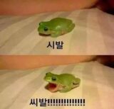 개구리 욕 시발 씨발 빡침 열받은 열받아 화남 욕하는
<script src=
