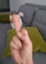 강아지 욕 손가락욕 공격 싫어 욕에 반응한는 댕댕이 멍뭉이 멍멍이 주인욕
<script src=