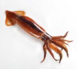 오징어 얼굴 못생긴 놀릴때 놀림 생오징어
<script src=