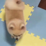 덤벼 강아지 화난 눈썹 앵그리 화가난다 화났다 열받아 화남
<script src=