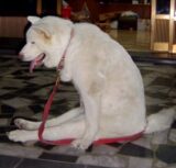 지루 하품 피곤 피곤해 지루해 강아지 앉아있는 모습
<script src=