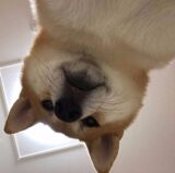 시바견 시바 셀카 쳐다본다 강아지 보기 위에서
<script src=