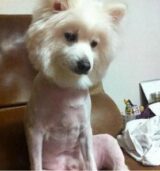 시무룩 좌절 힘빠짐 힘빠지는 시무룩한 강아지 개 털깎은 안습 좌절
<script src=