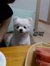 시무룩 개무룩 무룩 안습 좌절 표정 강아지 개 수박
<script src=